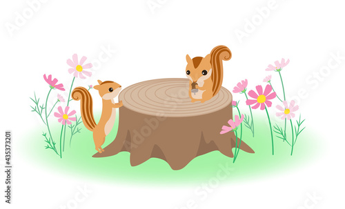 コスモスの花が咲いている森の切り株の上でどんぐりを食べるリスとそれを見ているリスのイラスト
