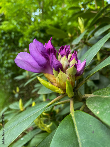 purple and yellow flower