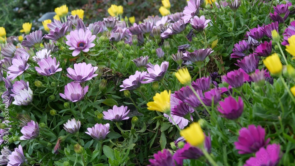 Daisy or marguerite colorful flowers, California USA. Aster or cape marigold multicolor purple violet bloom. Home gardening, american decorative ornamental houseplant, natural botanical atmosphere.