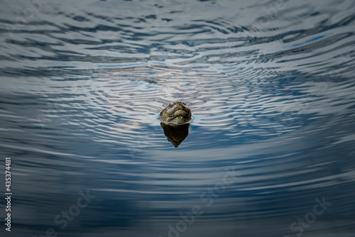 Water tortoise swimming in a lake in the Pilansberg nature reserve in South Africa