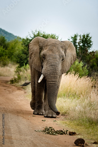 Elephant in the Pilansberg nature reserve crossing a road with cars in the background. 