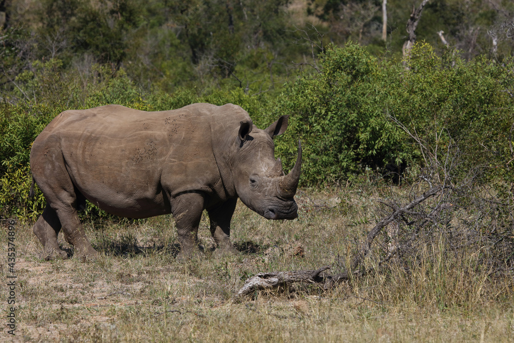 Obraz premium Breitmaulnashorn / Square-lipped rhinoceros / Ceratotherium Simum