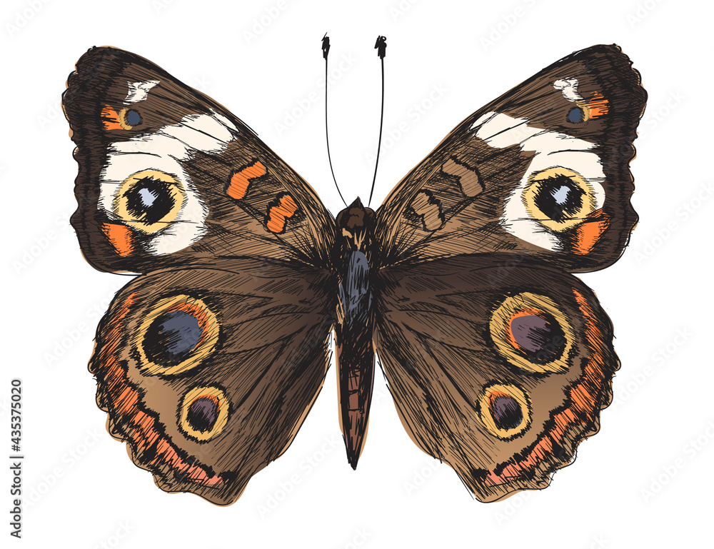 Illustration drawing style of butterfly - obrazy, fototapety, plakaty 