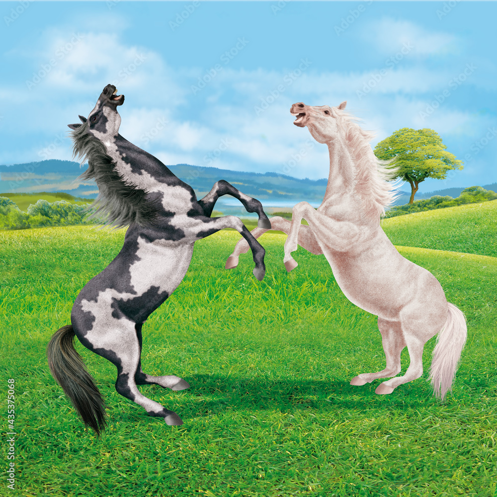 cheval, animal, ferme, champ, indien, noir et blanc,  sauvage,  mammifère, poney, course, nature, poulain, étalon, galop, chèvre, animal de compagnie, vert, , alpage, chevalin, domestique, prairie