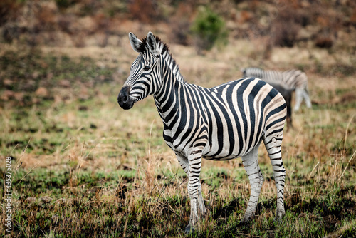 A Zebra in the Pilansberg nature reserve in South Africa