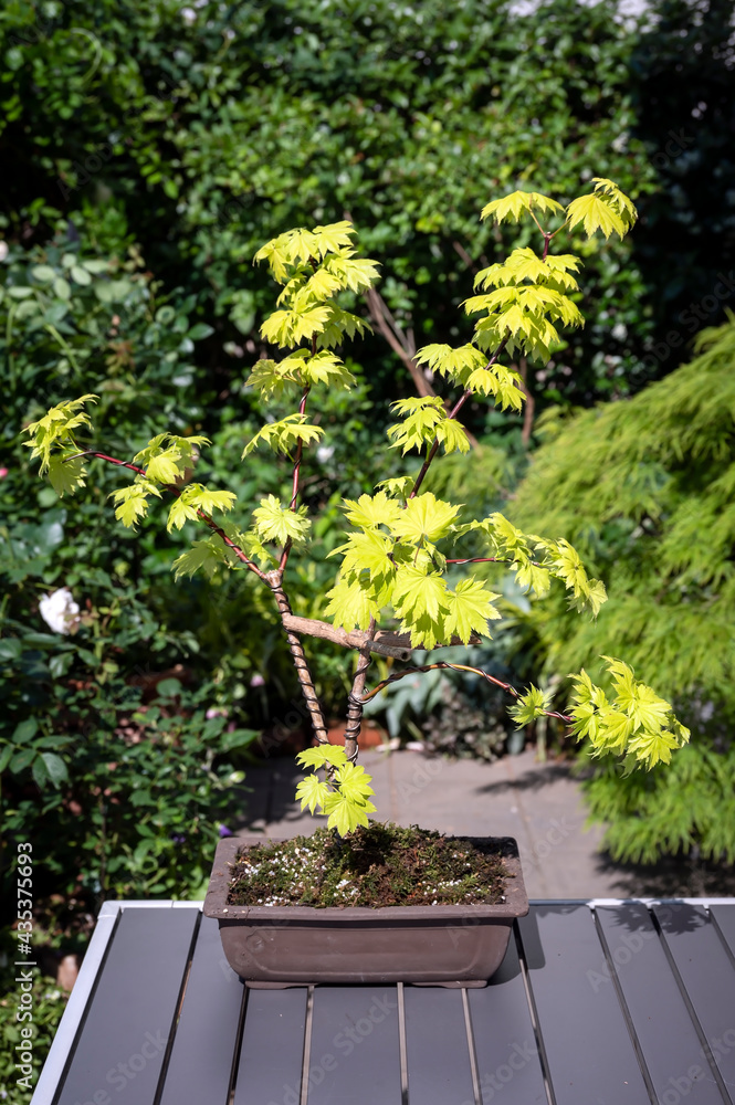A newly planted and wired bonsai Japanese maple tree, Acer shirasawanum 'Aureum', the Golden Full Moon Maple