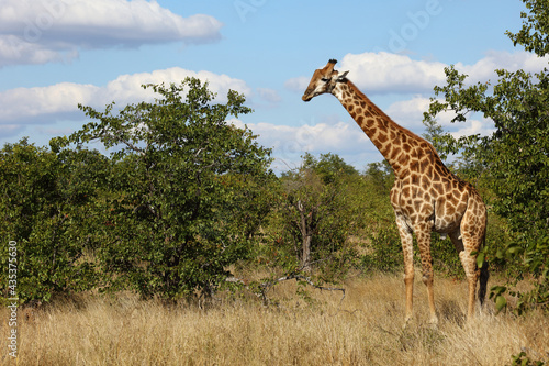 Canvas Print Giraffe / Giraffe / Giraffa camelopardalis