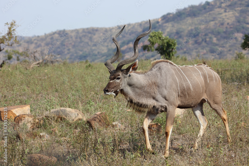Großer Kudu / Greater kudu / Tragelaphus strepsiceros Großer Kudu / Greater kudu / Tragelaphus strepsiceros