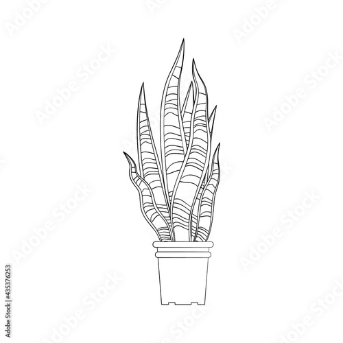 Line art black tropical potted snake plant isolated on white background. Stock vector illustration.