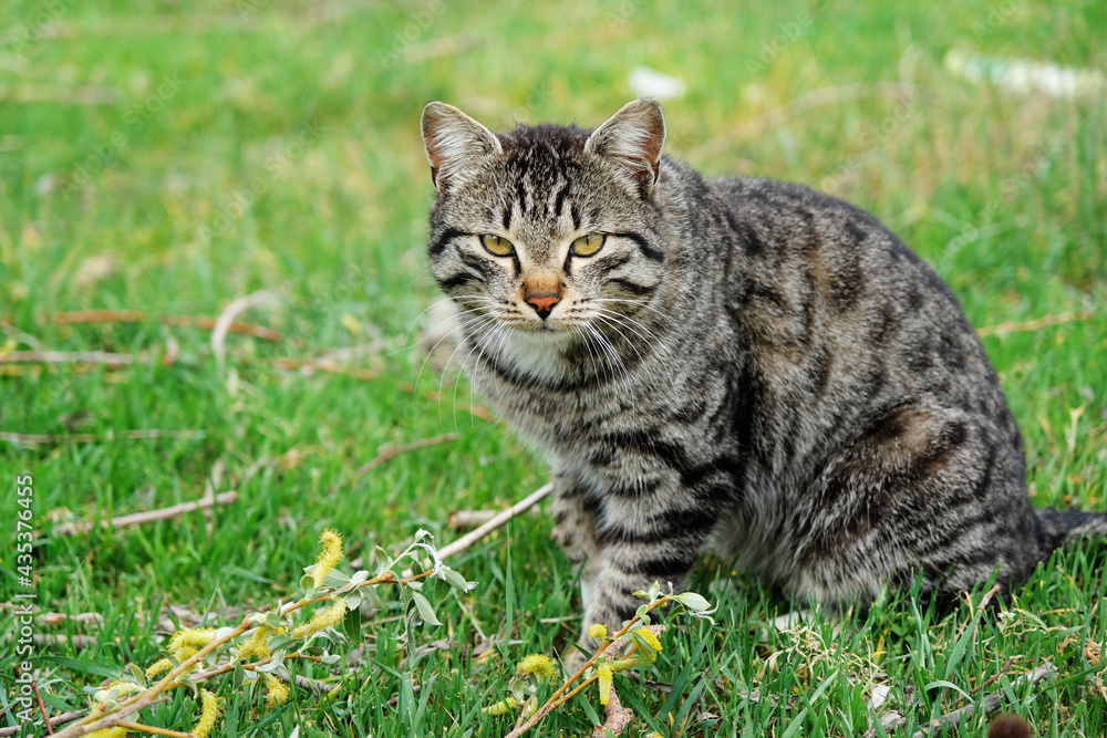 Sweet cat with yellow eyes with black pattern on the grass Sweet cat with yellow eyes with black pattern on the grass