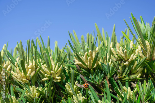 青空とコウヤマキの花