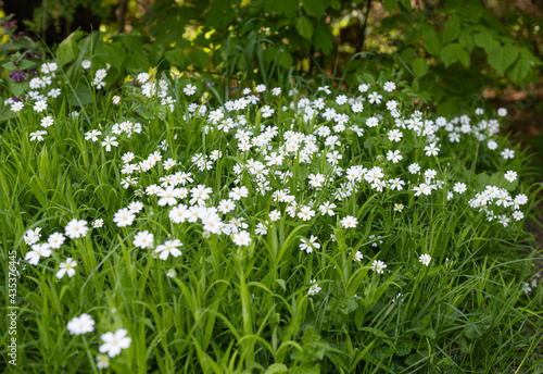 white flowers in the meadow in spring