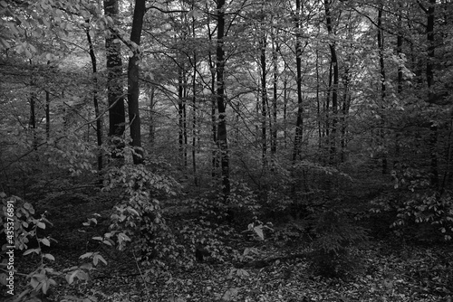 Wald in schwarz und weiß 