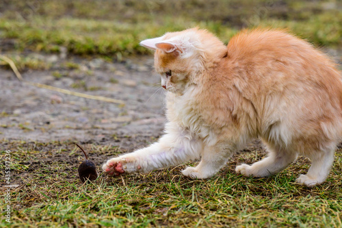 After hunting, a cat plays with its prey, a cat and a mole in nature. © Niko_Dali