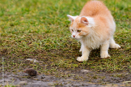 Frightened mole and red cat  a cat playing with its prey on the grass  a natural instinct of a cat.