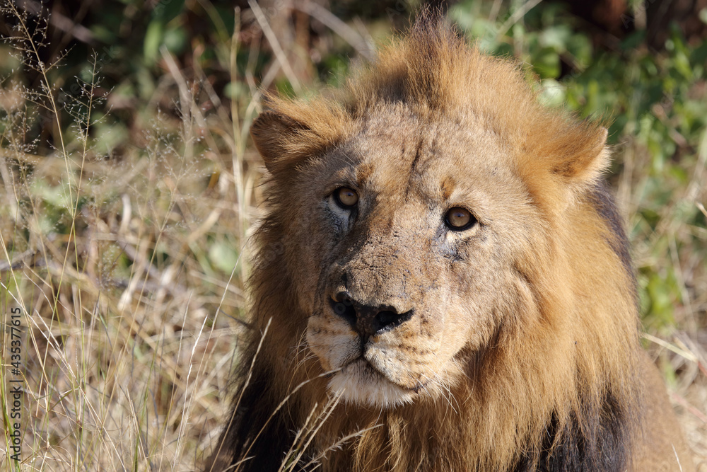 Afrikanischer Löwe / African lion / Panthera leo. Afrikanischer Löwe / African lion / Panthera leo.