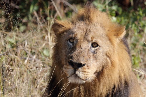 Afrikanischer L  we   African lion   Panthera leo.