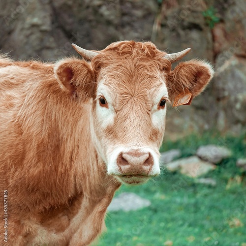 beautiful brown cow portrait in the meadow