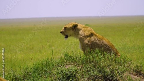 An African lioness lies on the green grass and rests under the bright sun in the hot savannah. African safari photo
