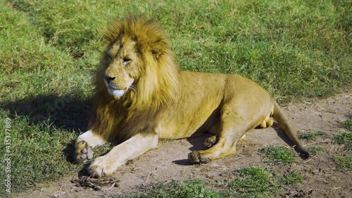 African lion lies on the grass and washes under the sun in the hot savanna photo