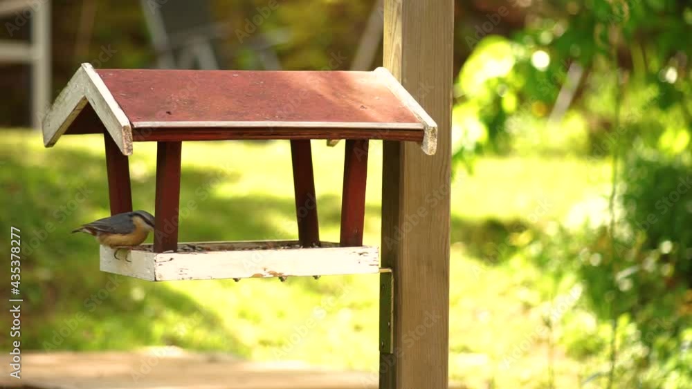 Chaffinch eats in a bird feeder in the garden. Steady shot. Midday. Swedish colors. Chaffinch eats in a bird feeder in the garden. Steady shot. Midday. Swedish colors.