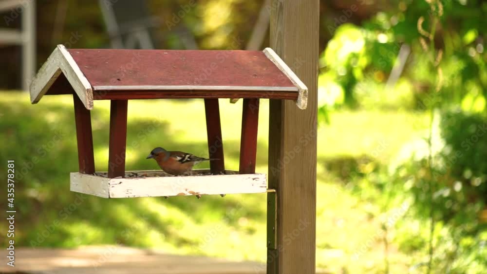 Chaffinch and a few other birds are eating in a bird feeder in the garden. Steady shot. Midday. Swedish colors.