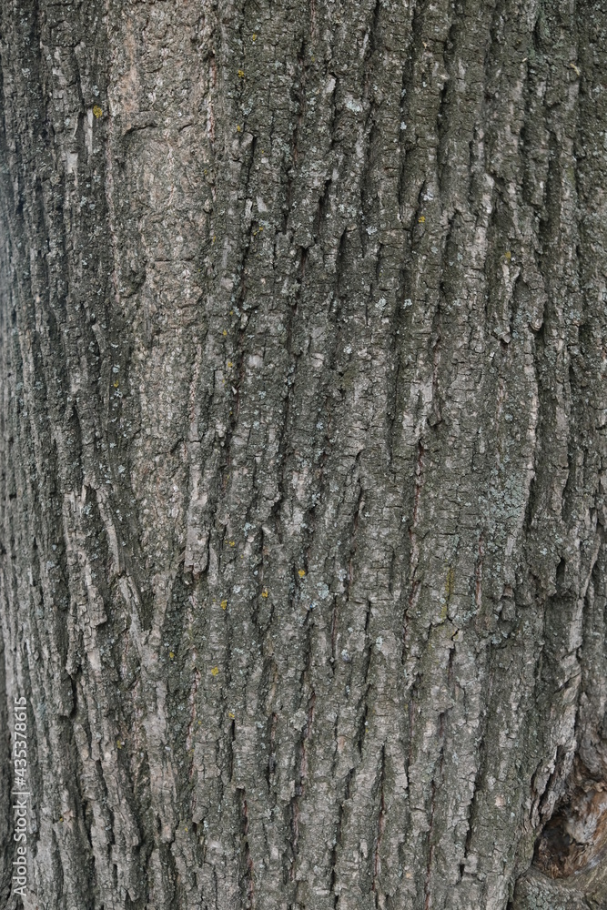 Texture shot of gray tree bark filling the frame, Linden bark. Moss. Seamless Texture shot of gray tree bark filling the frame, Linden bark. Moss. Seamless