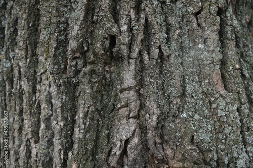Texture shot of gray tree bark filling the frame, Linden bark. Moss. Seamless