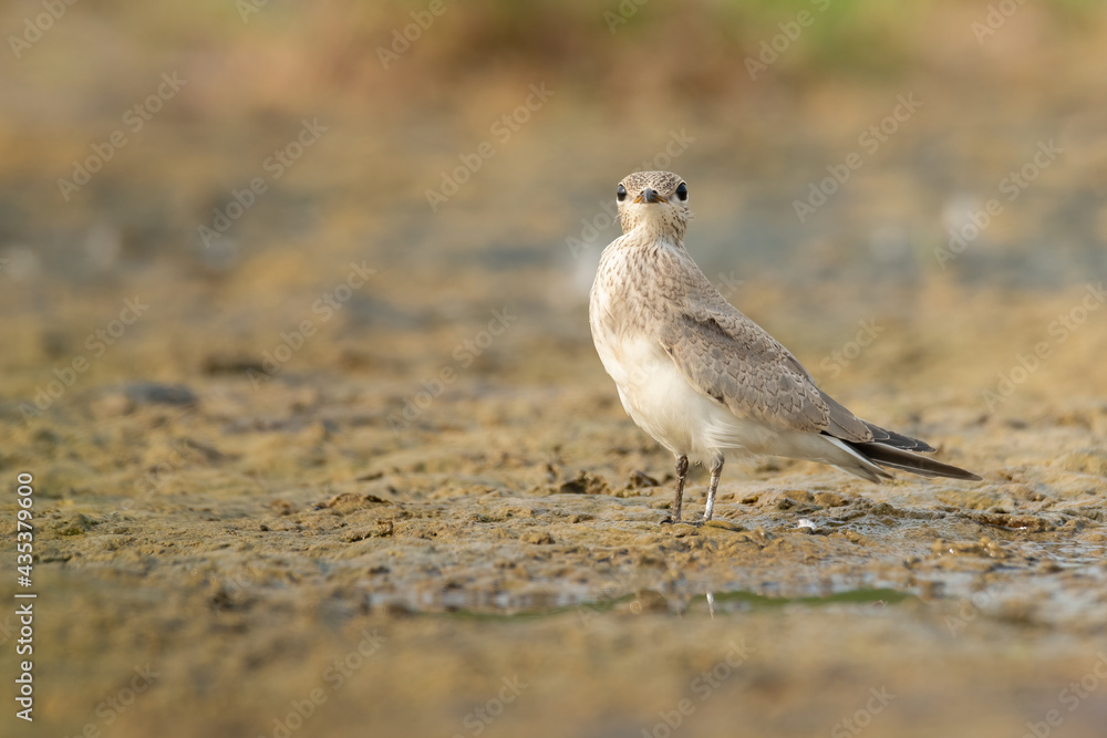 Fototapeta premium Juvenile Small Pratincole standing on muddy waterhole