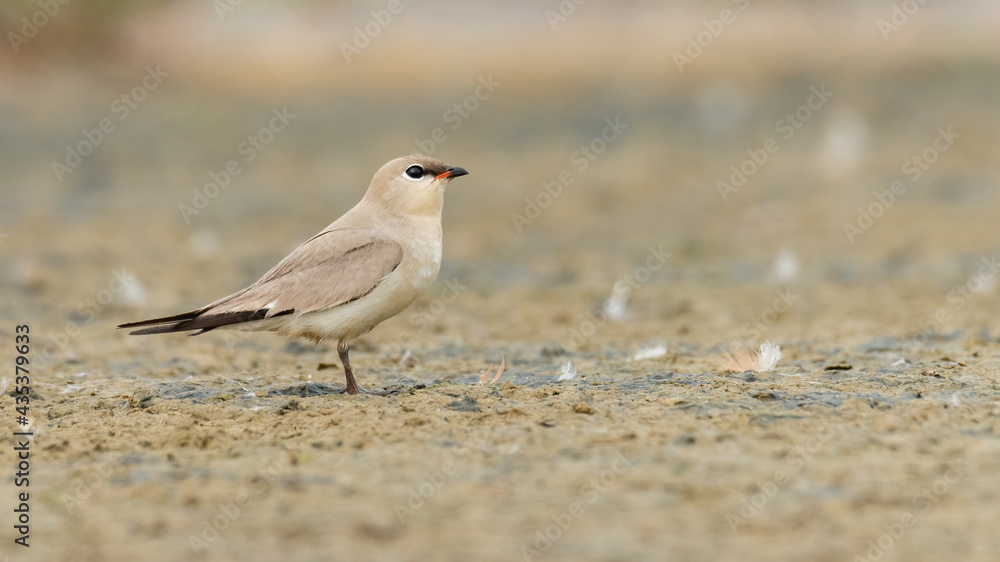 Small Pratincole standing on muddy ground Small Pratincole standing on muddy ground