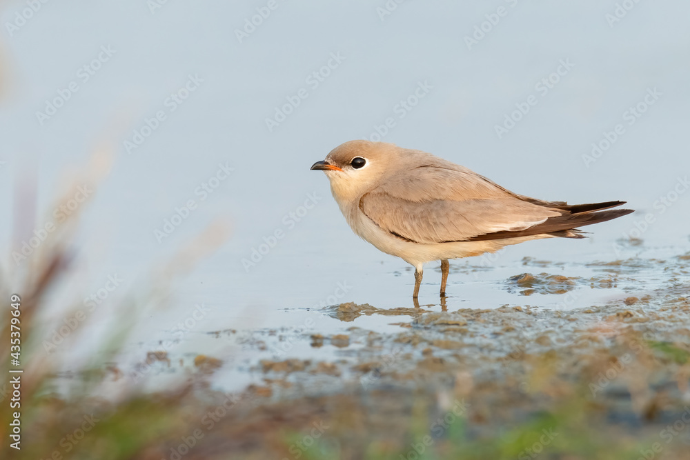 Fototapeta premium Small Pratincole standing on muddy waterhole