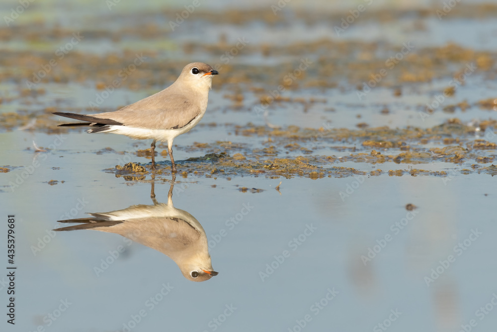 Small Pratincole standing on muddy waterhole Small Pratincole standing on muddy waterhole