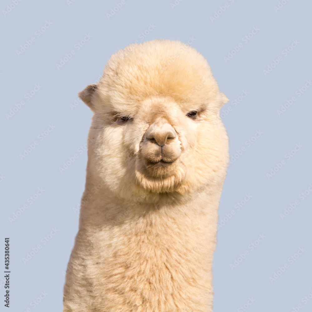 Obraz premium Funny white alpaca on blue background