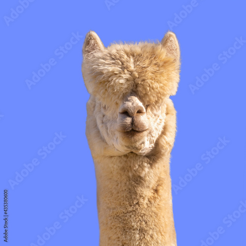 Funny white alpaca on blue background