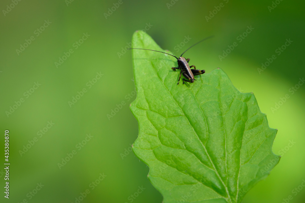 Tettigonioidea. insect sits on a leaf. small grasshopper sits on a twig on a green background. The green female grasshopper sits right on the grass in the meadow and is well camouflaged. close-up Tettigonioidea. insect sits on a leaf. small grasshopper sits on a twig on a green background. The green female grasshopper sits right on the grass in the meadow and is well camouflaged. close-up