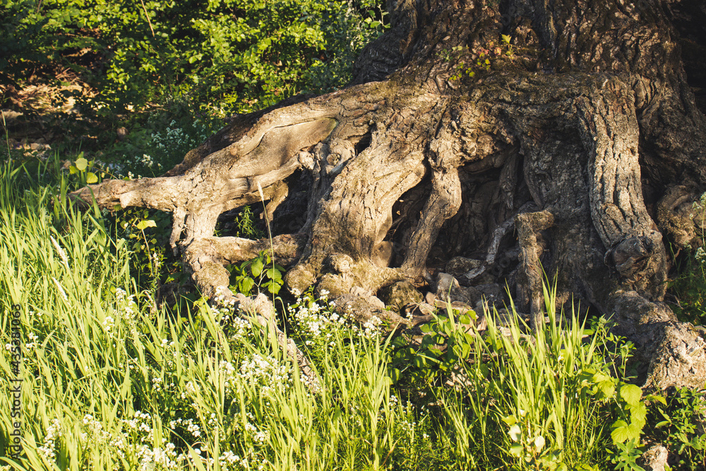 tree in the grass tree in the grass