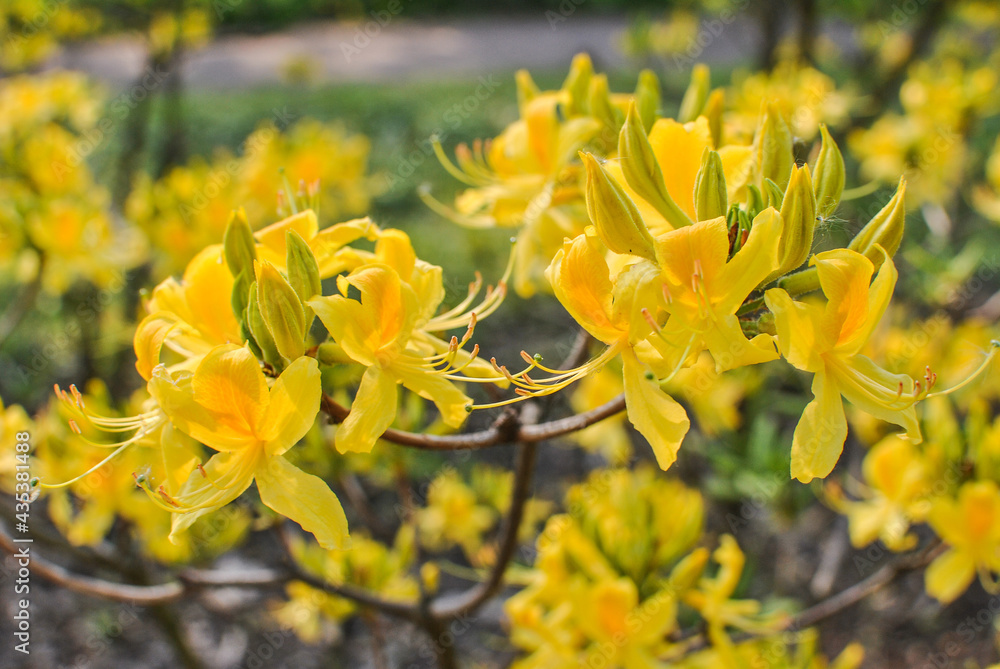 Rhododendron yellow bush Rhododendron yellow bush