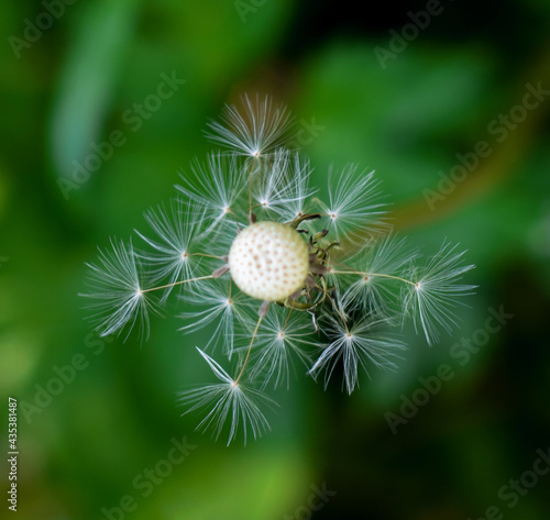 Dandelion seeds on a green background  in the form of a diamond.
