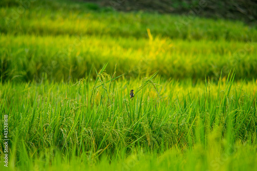 The bird eats rice in the wide fields in the evening with golden light.