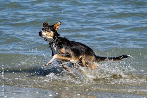 A dog bounds, ready to fetch the stick at the beach