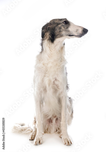 borzoi in studio