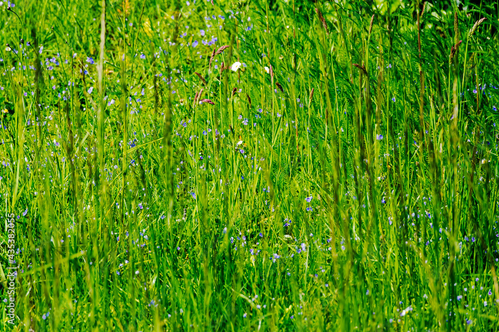 Gras