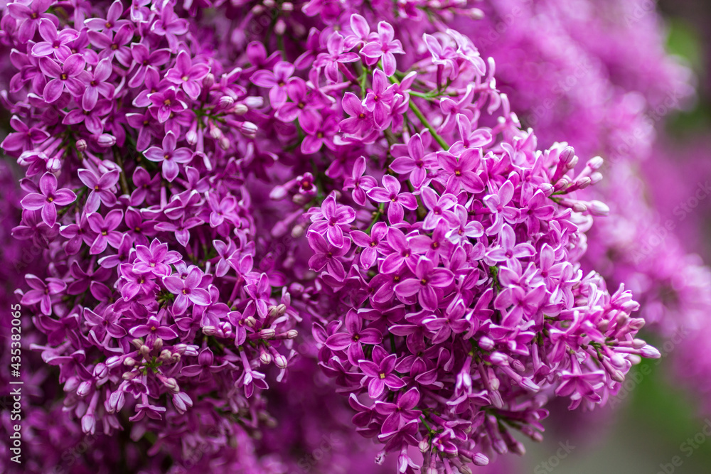 Branches of blooming lilac closeup Branches of blooming lilac closeup
