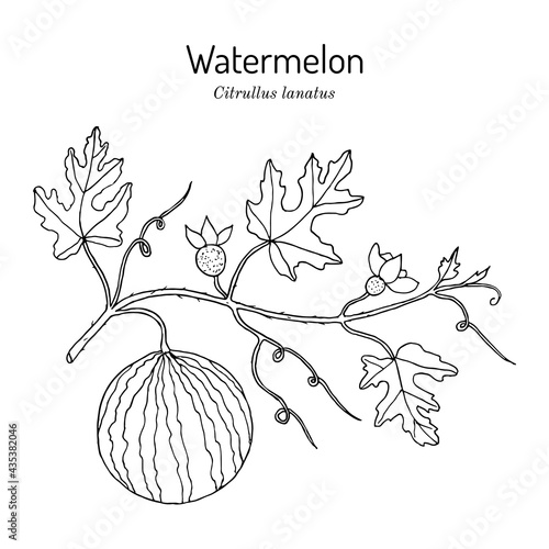 Watermelon Citrullus lanatus plant with leaves and fruit