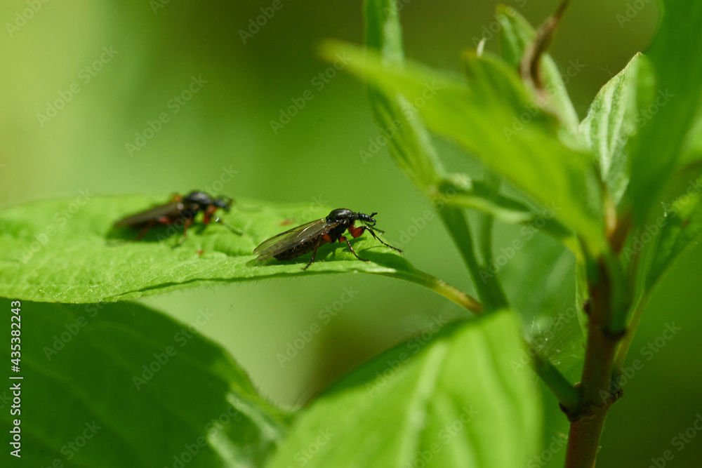 Weibchen der Märzfliege (Bibio marci) Weibchen der Märzfliege (Bibio marci)