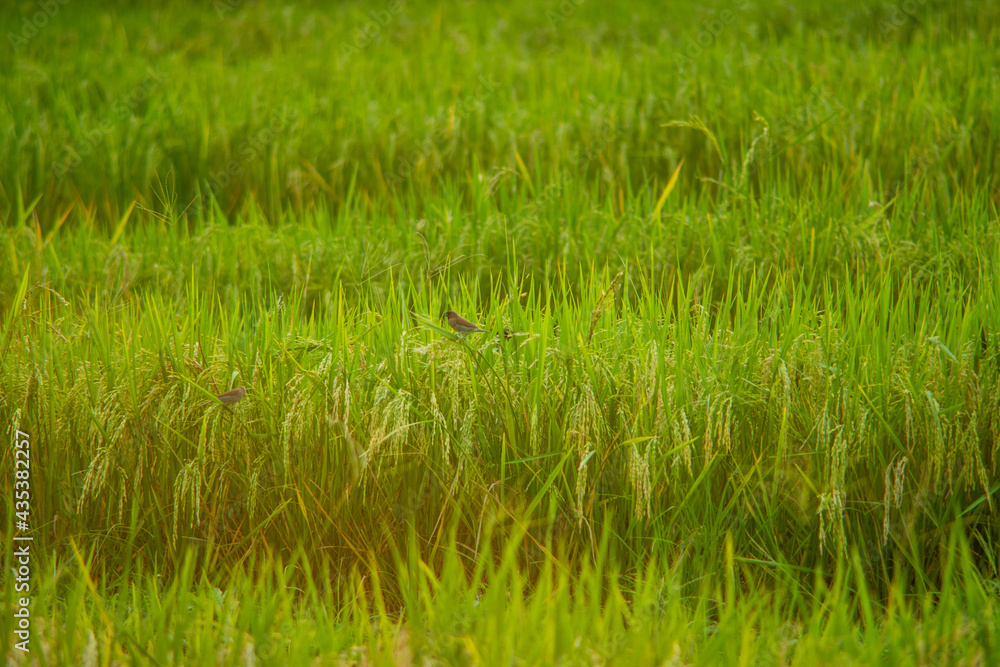 The bird eats rice in the wide fields in the evening with golden light. The bird eats rice in the wide fields in the evening with golden light.
