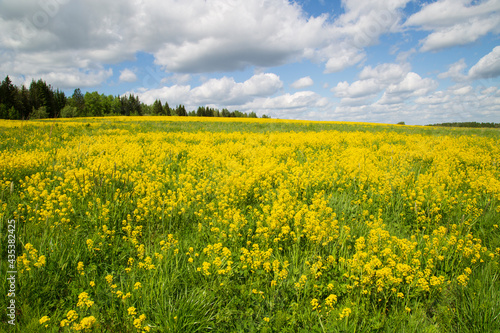 Yellow flowers in the spring in the fields.Surepka vulgaris blooms in the spring in the fields. © Александр Поташев