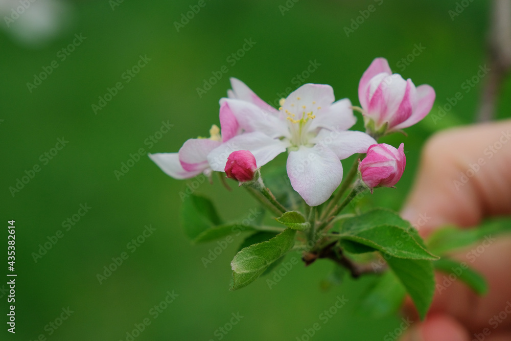 White apple tree blossom in green blurred background White apple tree blossom in green blurred background
