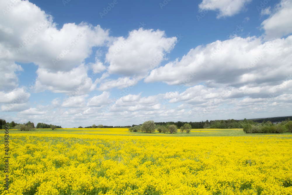 Yellow flowers in the spring in the fields.Surepka vulgaris blooms in the spring in the fields.