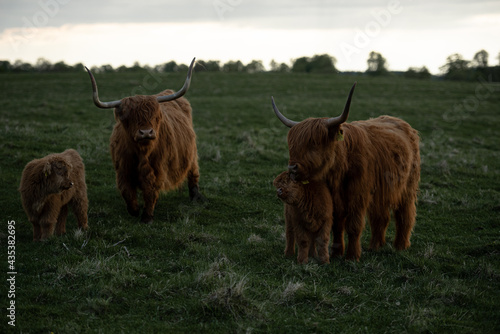 Dwie krowy szkockie typu higland z cielakami czułość 
